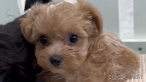 成約済の福岡県のミックス犬-302763の2枚目