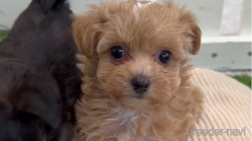 成約済の福岡県のミックス犬-302763