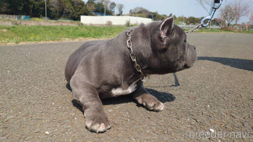 商談中の千葉県のエキゾチックブリー-302569の3枚目