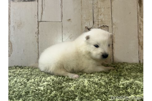 成約済の埼玉県のサモエド-302782の2枚目