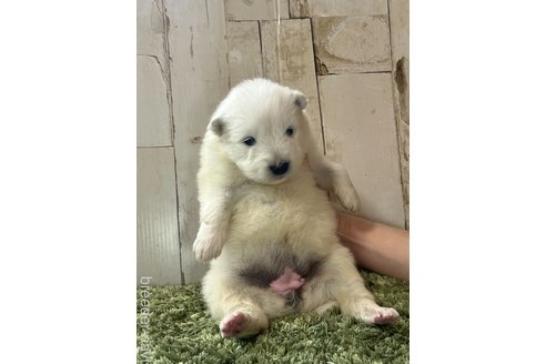 成約済の埼玉県のサモエド-302784の3枚目
