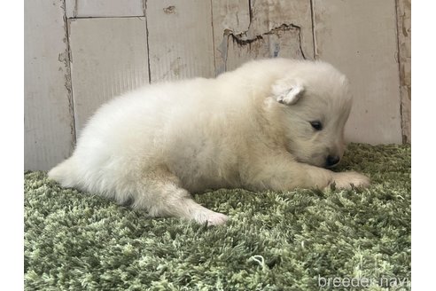 成約済の埼玉県のサモエド-302784の2枚目