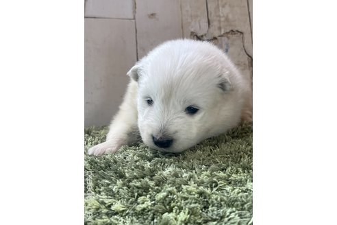 子犬