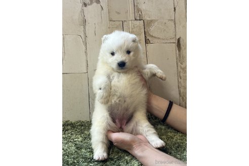 成約済の埼玉県のサモエド-302785の3枚目