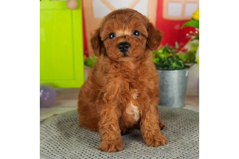 成約済の千葉県のトイプードル-302798