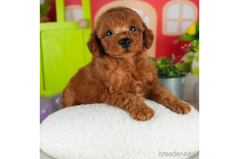 成約済の千葉県のトイプードル-302798の5枚目