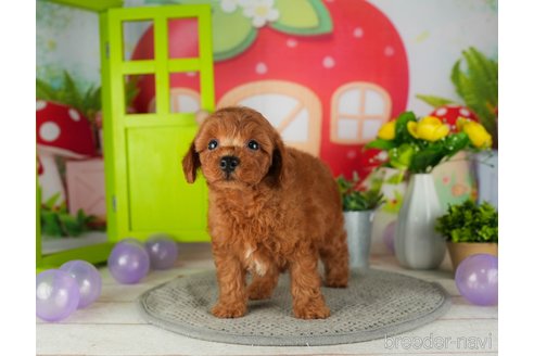 成約済の千葉県のトイプードル-302798の3枚目