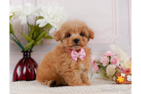 成約済の神奈川県のトイプードル-302807の15枚目