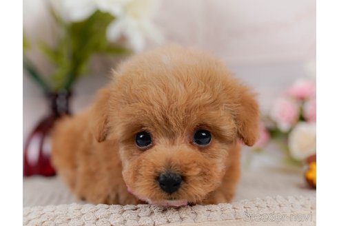 成約済の神奈川県のトイプードル-302807の17枚目