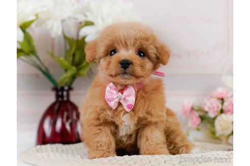 成約済の神奈川県のトイプードル-302807の16枚目