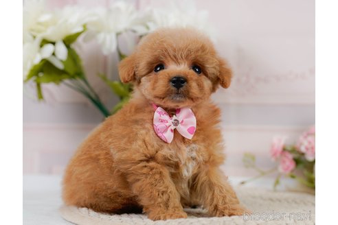 成約済の神奈川県のトイプードル-302807の14枚目