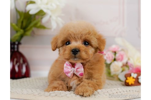 成約済の神奈川県のトイプードル-302807の13枚目