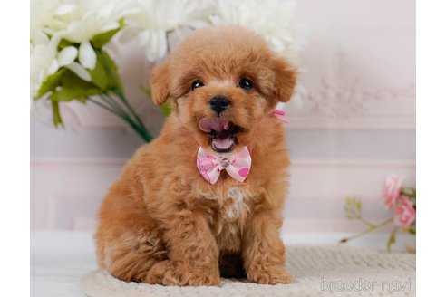 成約済の神奈川県のトイプードル-302807の12枚目