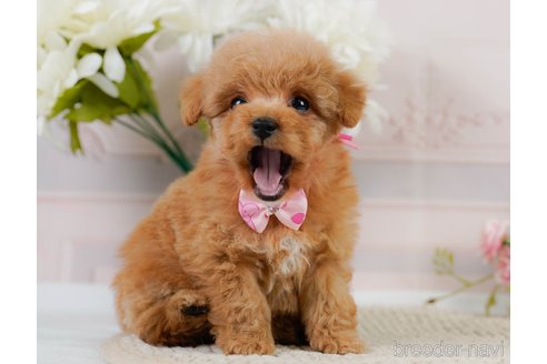 成約済の神奈川県のトイプードル-302807の11枚目