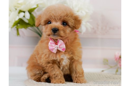 成約済の神奈川県のトイプードル-302807の10枚目