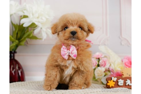 成約済の神奈川県のトイプードル-302807の7枚目