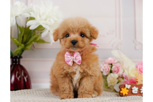 成約済の神奈川県のトイプードル-302807の9枚目