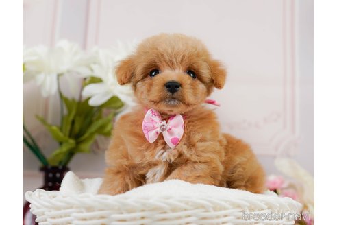 成約済の神奈川県のトイプードル-302807の8枚目