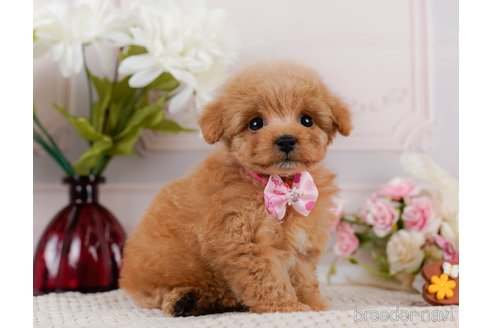 成約済の神奈川県のトイプードル-302807の6枚目