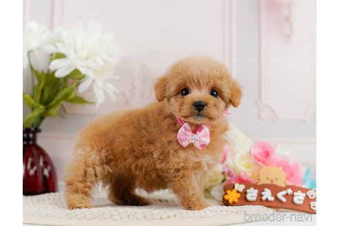 成約済の神奈川県のトイプードル-302807の5枚目