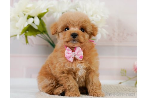 成約済の神奈川県のトイプードル-302807