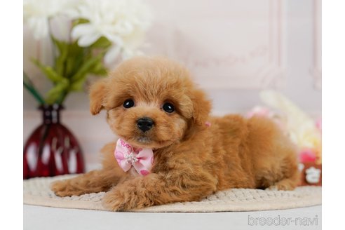 成約済の神奈川県のトイプードル-302807の4枚目