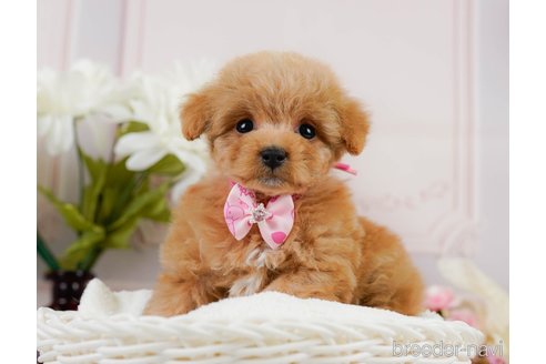 成約済の神奈川県のトイプードル-302807の3枚目