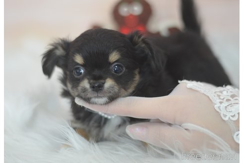 成約済の埼玉県のチワワ(ロングコート)-294680の11枚目
