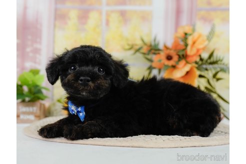 成約済の神奈川県のトイプードル-302808の7枚目