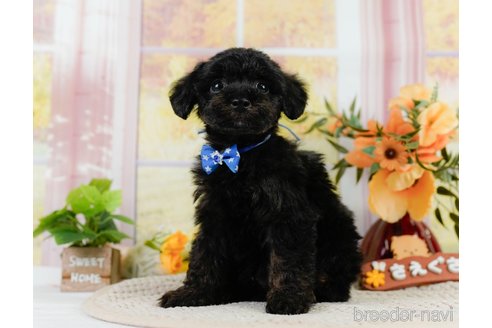 成約済の神奈川県のトイプードル-302808の8枚目