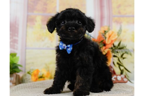 成約済の神奈川県のトイプードル-302808の9枚目