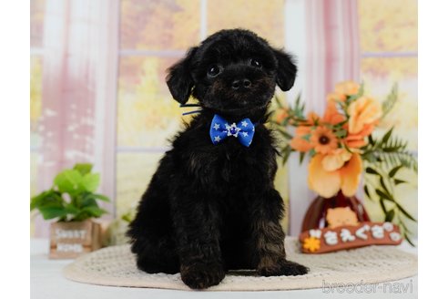 成約済の神奈川県のトイプードル-302808の10枚目