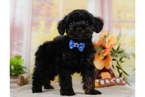 成約済の神奈川県のトイプードル-302808の11枚目