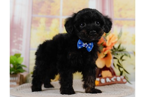 成約済の神奈川県のトイプードル-302808の12枚目