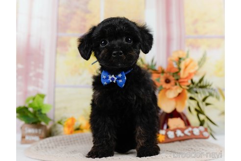 成約済の神奈川県のトイプードル-302808の3枚目