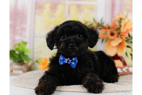 成約済の神奈川県のトイプードル-302808の4枚目