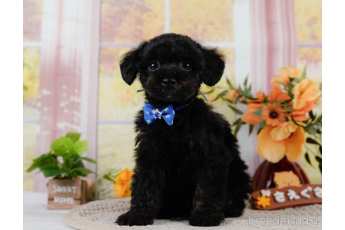 成約済の神奈川県のトイプードル-302808