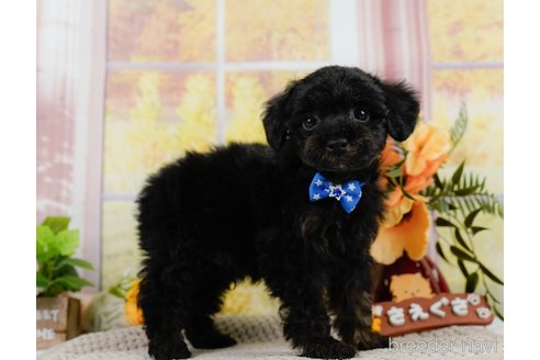 成約済の神奈川県のトイプードル-302808の5枚目