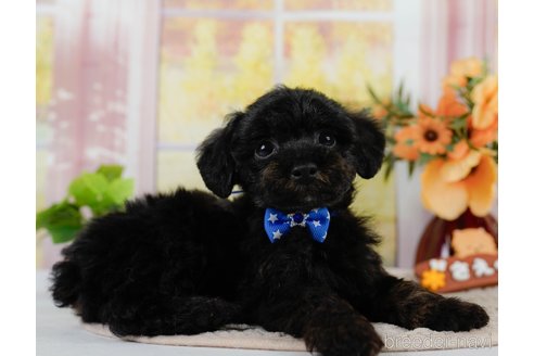 成約済の神奈川県のトイプードル-302808の6枚目