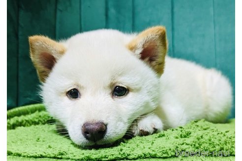 成約済の茨城県の豆柴-302809の4枚目