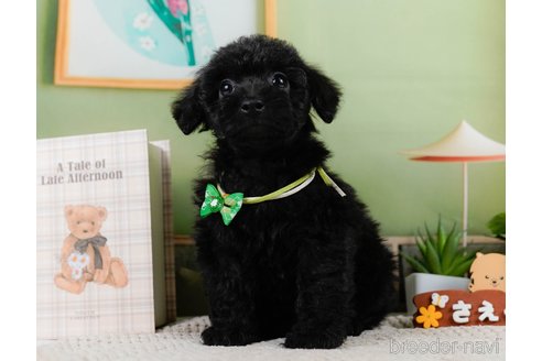 成約済の神奈川県のトイプードル-302811の8枚目