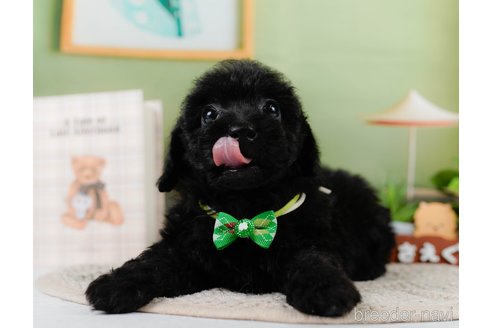 成約済の神奈川県のトイプードル-302811の9枚目