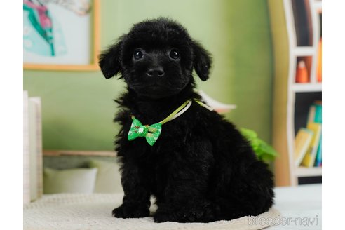 成約済の神奈川県のトイプードル-302811の11枚目