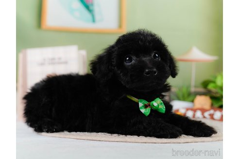 成約済の神奈川県のトイプードル-302811の5枚目