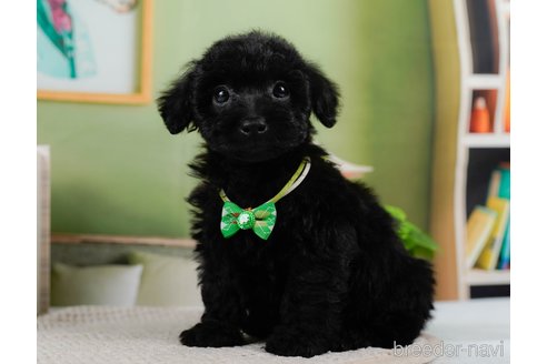 成約済の神奈川県のトイプードル-302811の6枚目