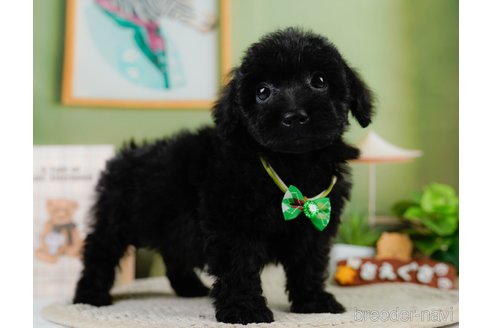 成約済の神奈川県のトイプードル-302811の3枚目