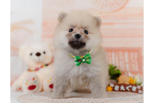 成約済の神奈川県のポメラニアン-302812の1枚目