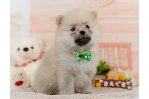 成約済の神奈川県のポメラニアン-302812の4枚目