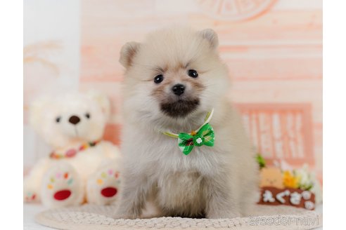 成約済の神奈川県のポメラニアン-302812の6枚目