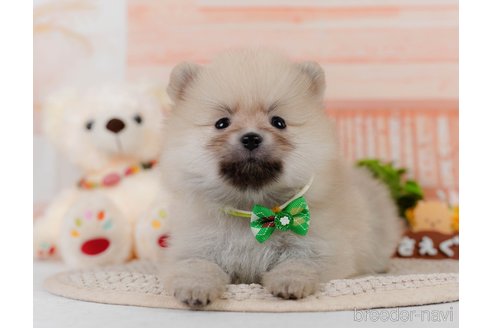 成約済の神奈川県のポメラニアン-302812の7枚目